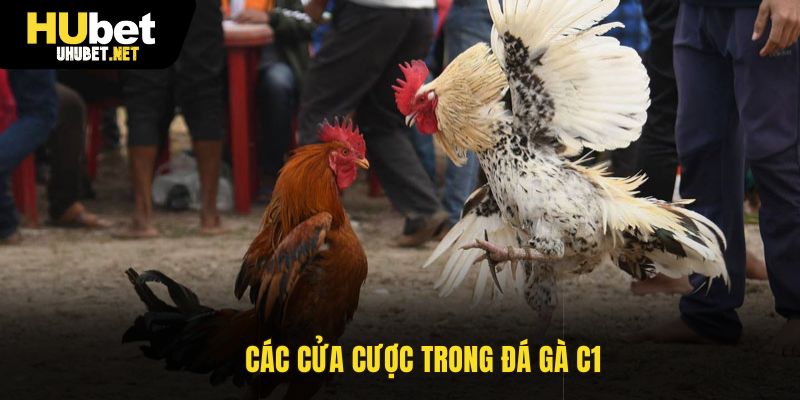 Các cửa cược trong đá gà C1