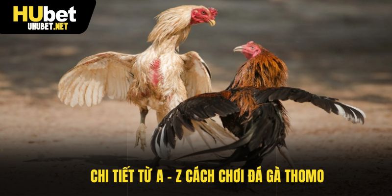 Chi tiết từ A - Z cách chơi đá gà Thomo