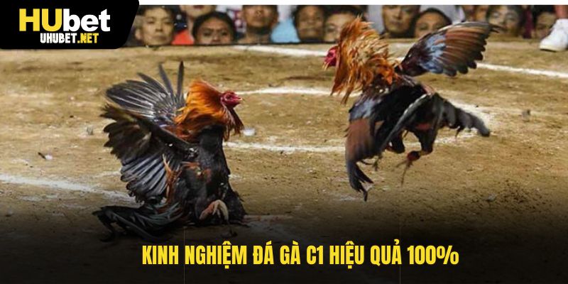 Kinh nghiệm đá gà C1 hiệu quả 100%