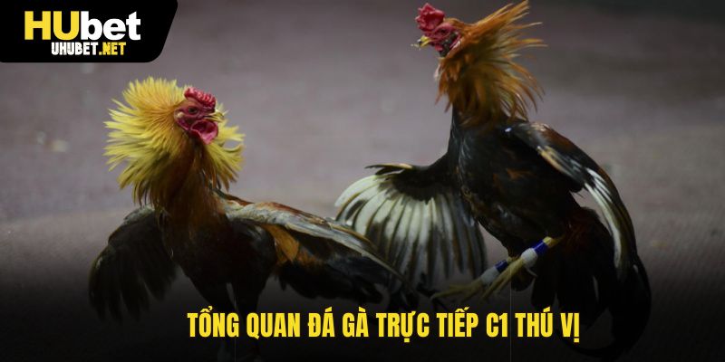 Tổng quan đá gà trực tiếp C1 thú vị