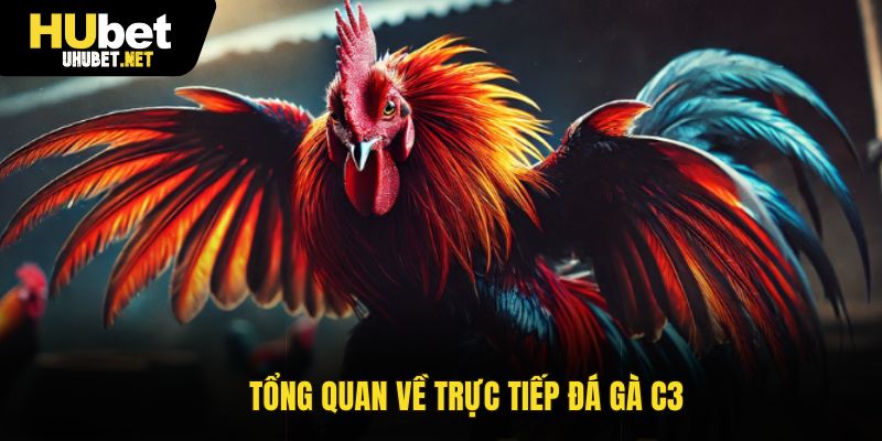 Đôi nét về trực tiếp đá gà C3 hấp dẫn